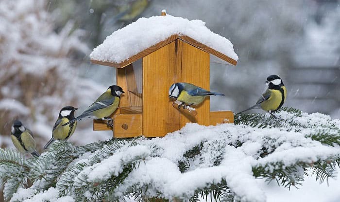 where do birds go in the winter
