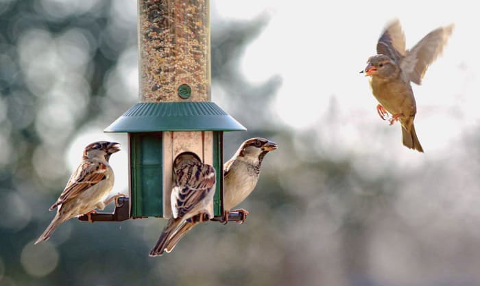 why aren't birds coming to my feeder