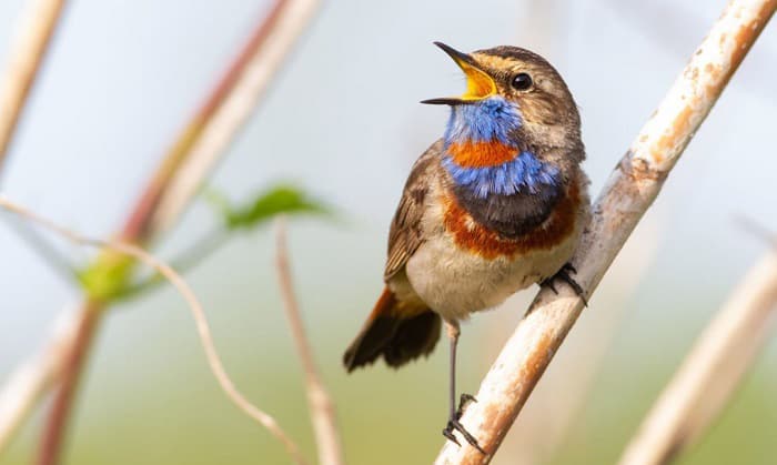Why Do the Birds Go on Singing 