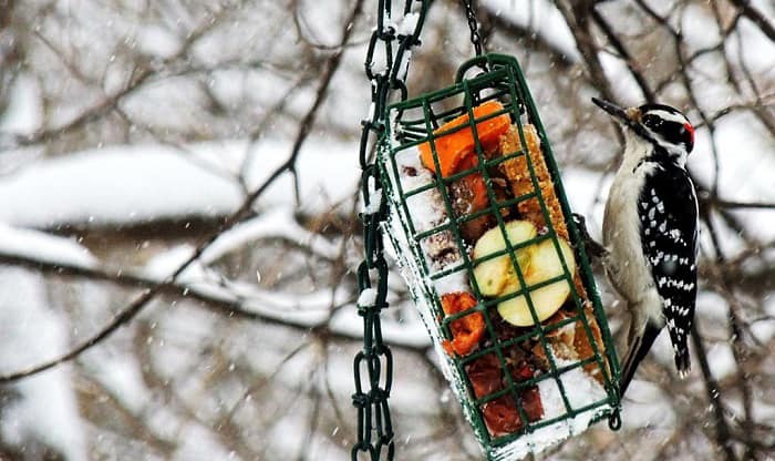 woodpecker-bird-feeder