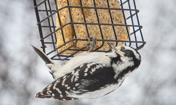 woodpecker-suet-feeder