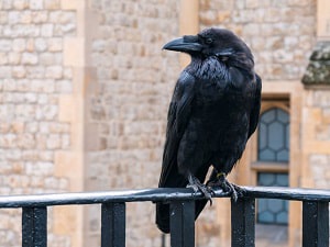 Ravens