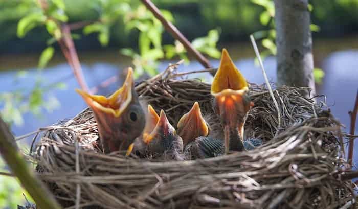 baby-bird-breathing-heavy