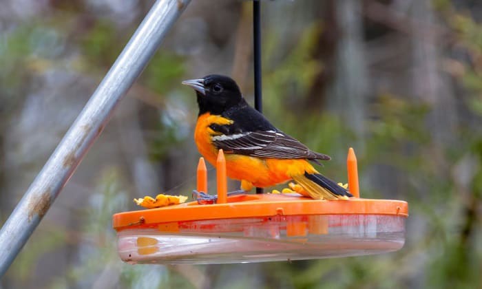 baltimore-oriole-feeder