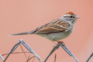 before-laying-eggs