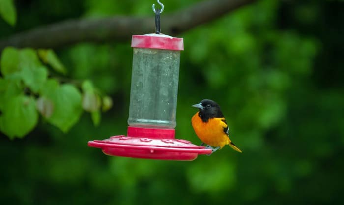 best oriole feeder