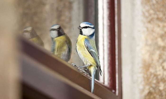 bird-attacking-window