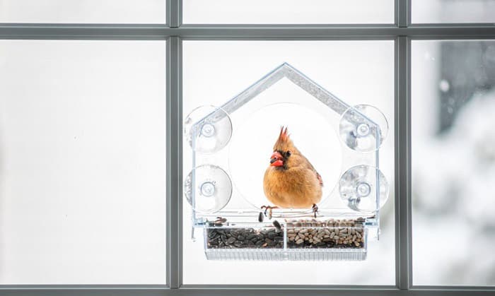 bird-feeder-outside-window