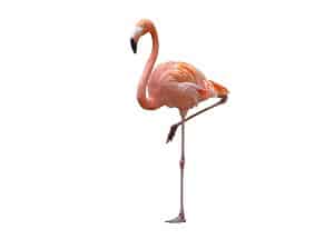 bird-standing-on-one-leg