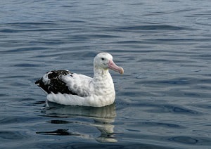 bird-with-biggest-wingspan