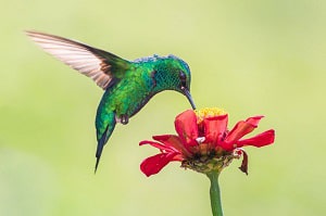 birds-eat-nectar-in-the-winter