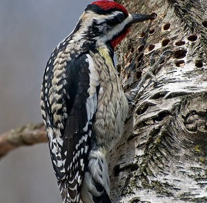 birds-eat-sap-in-the-winter