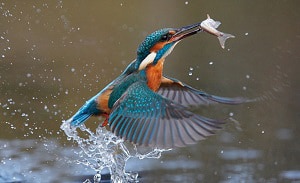 birds-eat-small-animals-in-the-winter