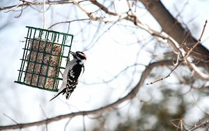 birds-eat-suet-in-the-winter