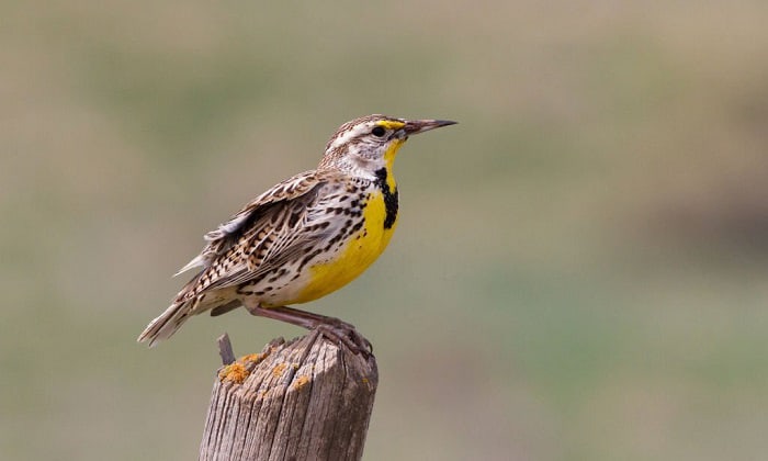 birds-of-wyoming