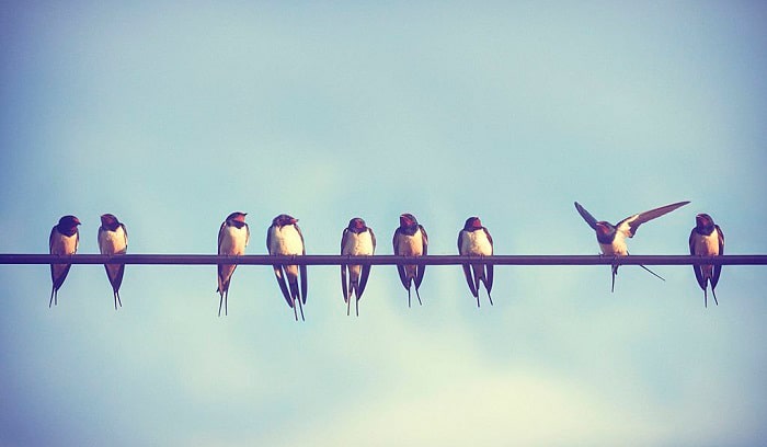 birds-on-wires