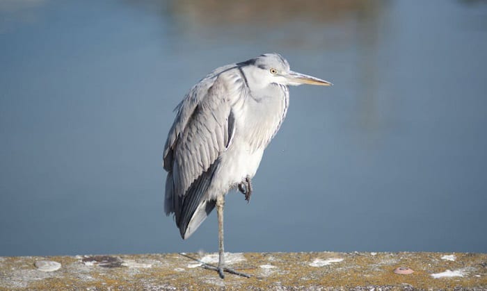 birds-that-stand-on-one-leg