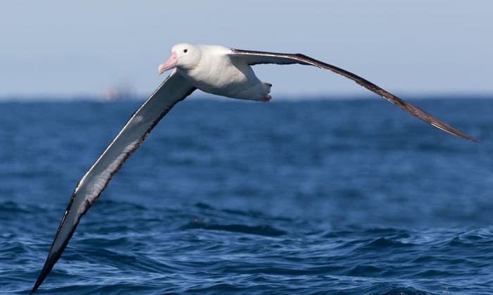 birds with the largest wingspan