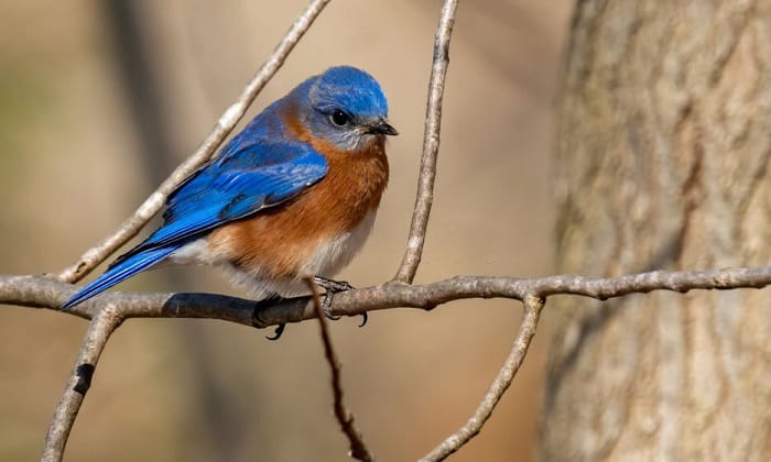 What Does A Blue Bird Mean