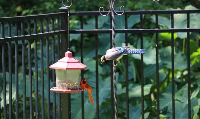 blue-jay-and-red-cardinal-together-meaning