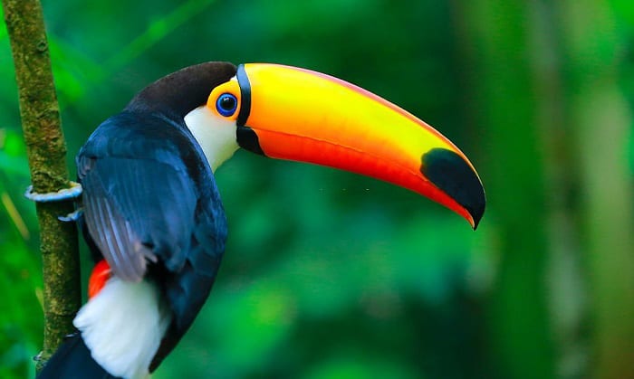 Can Birds See Color? Discover UV, Red, Green, & Blue