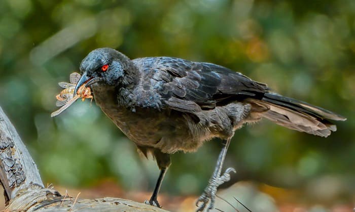 Which Birds Eat Cicadas 