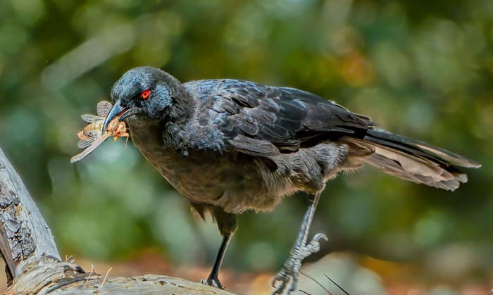 do birds eat cicadas