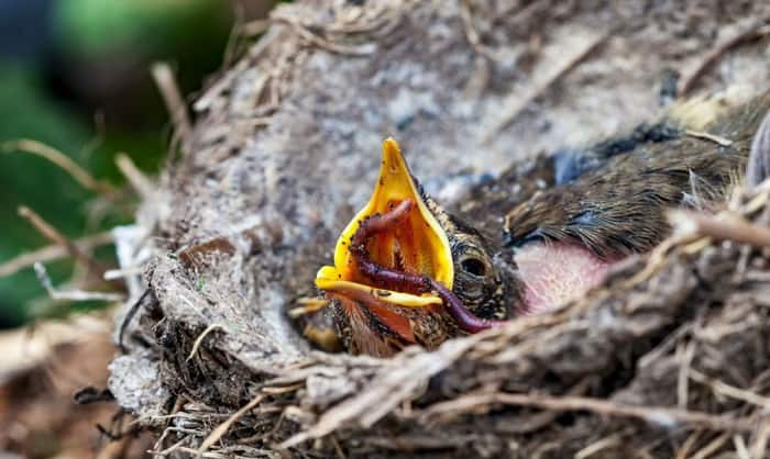 find-a-baby-bird-on-the-ground-with-no-nest