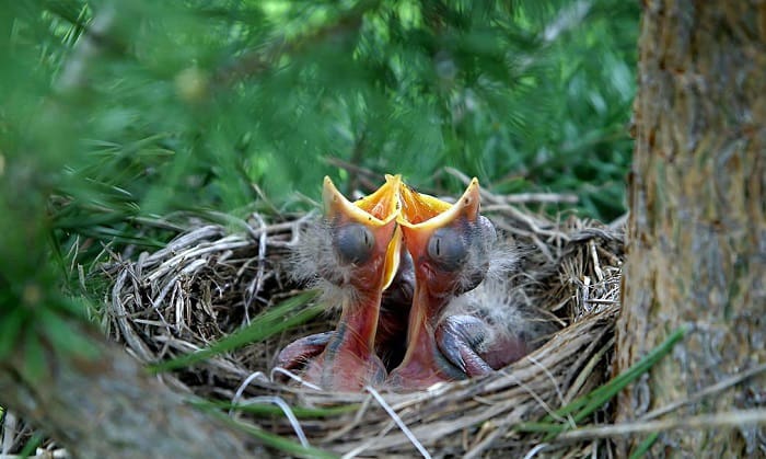 found-a-baby-bird