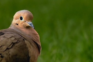 gestation-period-of-poultry-birds