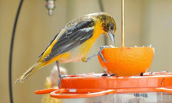 homemade-oriole-feeder