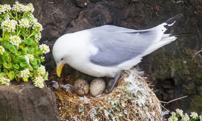 how-are-bird-eggs-fertilized