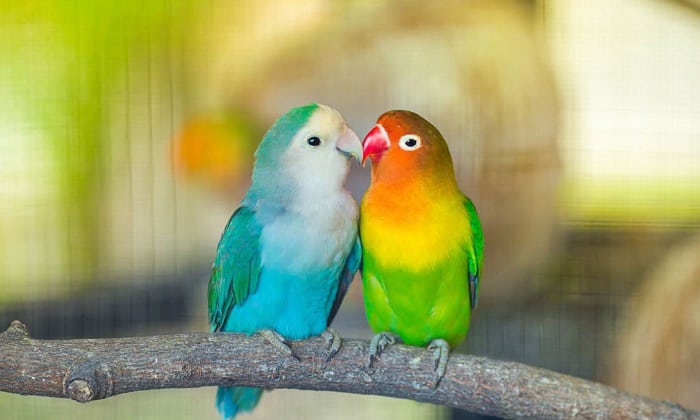 Can Birds See Color? Discover UV, Red, Green, & Blue