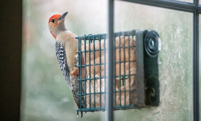 how to attract birds to a window feeder
