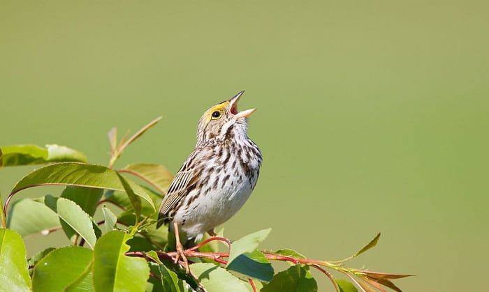 how to do a bird call