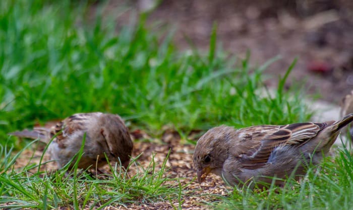 how to keep birds from eating grass seed