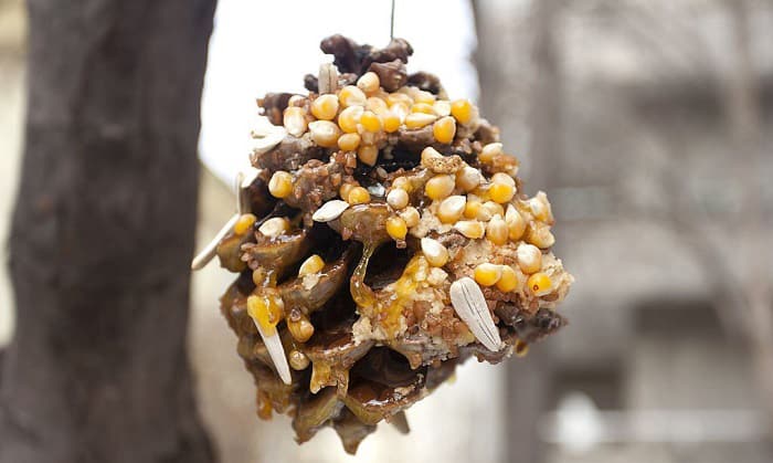 how to make a pine cone bird feeder