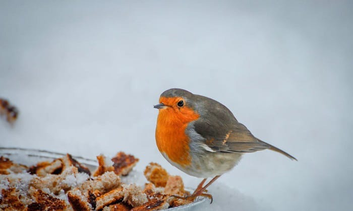 how to make birdseed ornaments