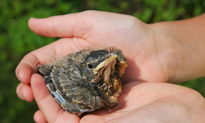 how to save a baby bird from dying
