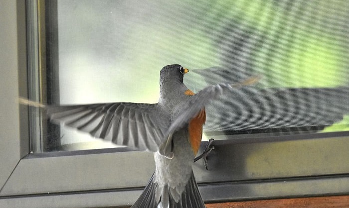 how to stop birds from flying into windows