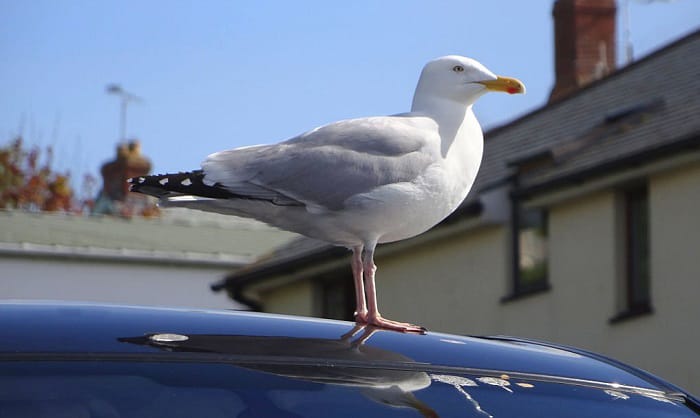 how to stop birds from pooping on your car