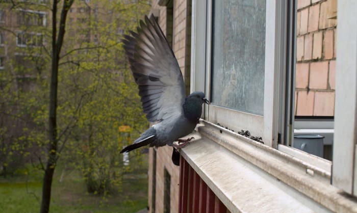 how to stop birds pecking at windows