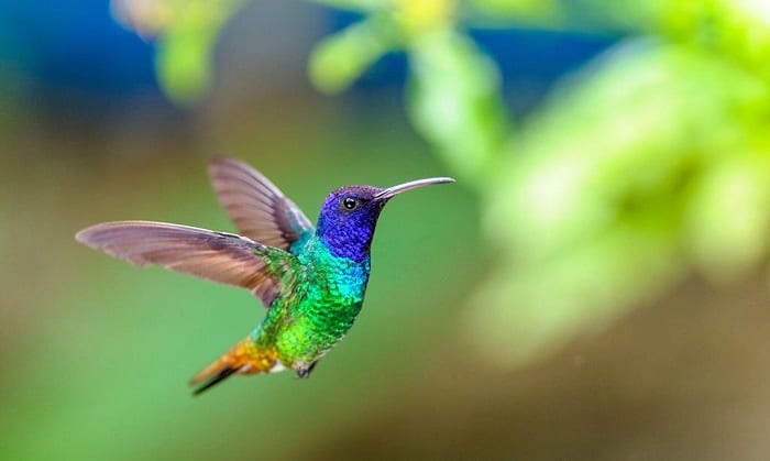 hummingbird-flying-backwards