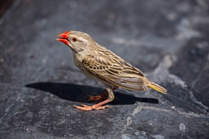 incubation-and-hatching