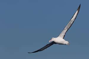 largest-flying-bird-in-the-world