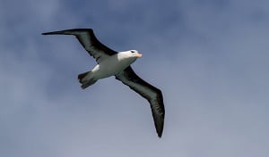 largest-flying-bird