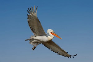 largest-wingspan-bird-in-the-world