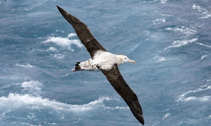 largest-wingspan-bird
