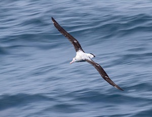 longest-wingspan-bird