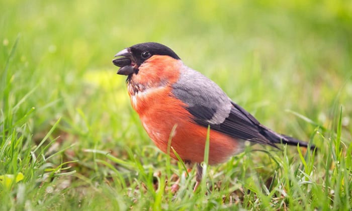 prevent-birds-from-eating-grass-seeds